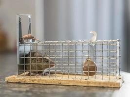 Little mouse sits trapped in a wire trap against blurred background photo