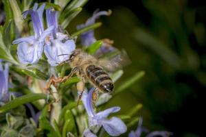 la abeja en la primavera está volando a una flor de romero foto