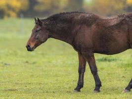 Brown horse with dirty fur is standing on a meadow