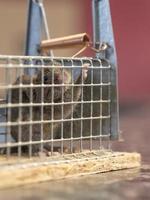 Little mouse sits trapped in a wire trap against blurred background photo