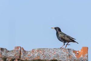 Starling camina sobre una cumbrera del techo con espacio de copia foto