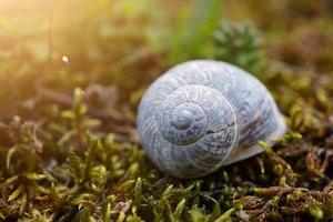 little white snail in the nature photo
