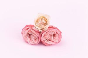 Three delicate roses on a beautiful pink background with space for text photo