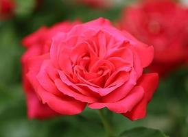 Foto de una sola rosa brillante o rosa roja clara