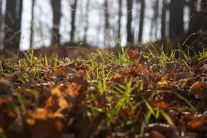 Green grass and brown leaves photo