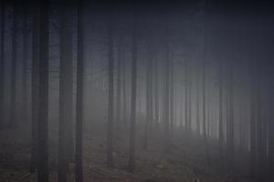 Trees in fog photo