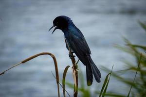 Fotografía de enfoque selectivo de pájaro negro donde se posan en el palo foto