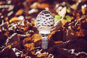 white and brown mushroom photo