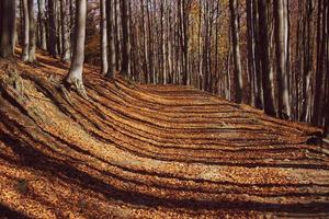 Autumn forest and trees cast long shadows photo