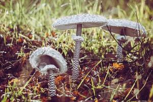 Mushroom cluster on tree trunk photo