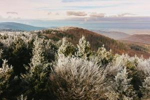 pino de montaña en las montañas contra el cielo foto