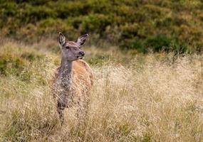 deer on grass field photo