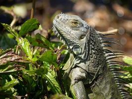 green and gray bearded dragon photo