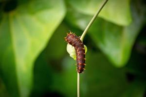 A caterpillar on a leaf photo