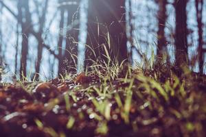 Green grass and sun rays photo