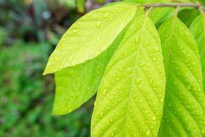 The background of raindrops on leaves photo