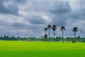 campos de arroz cubiertos de nubes de lluvia