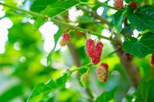Mulberry tree and fresh mulberry fruit photo