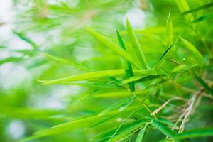 Bamboo leaf background photo