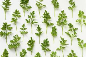 parsley leaves spicy herb pattern photo