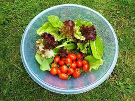 Home grown salad leaves and red tomatoes in a plastic bowl on a grass lawn photo