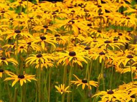 Dense yellow Rudbeckia black eyed susan coneflowers in a garden photo