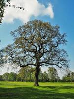 Oak tree with new spring leaves in a green field photo