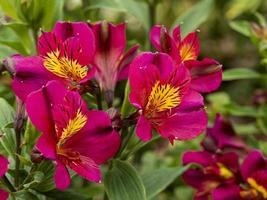 Alstroemeria peruvian lily adonis florece en un jardín. foto