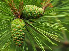 Young cones on a Japanese red pine tree photo