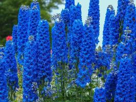 Delphinium Faust flowering in a summer garden photo
