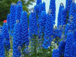 Delphinium faust florece en un jardín de verano foto