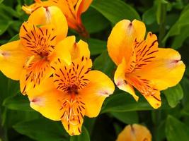 Beautiful orange flowers of Alstroemeria Golden Delight photo