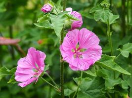 Pink flowers of tree mallow Lavatera thuringiaca photo