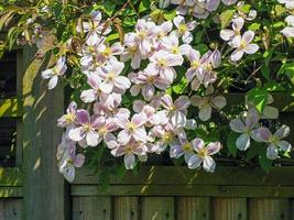 Clematis flores que crecen a través de una valla de jardín foto