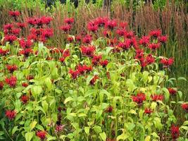 Red Monarda bee balm flowers in a garden photo