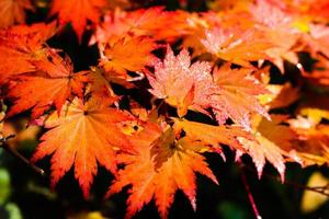 hojas de arce coloreadas en otoño en el parque foto