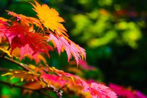 Maple leaves colored in autumn at the park photo