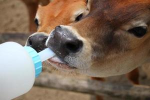 Fawns are drinking milks at deer park in summer photo