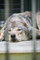 Wolf is chilling at the zoo photo