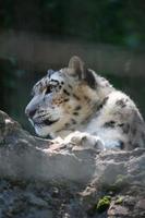 leopardo de las nieves en el parque zoológico foto