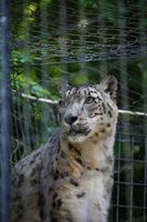 Snow leopard at the zoo park photo