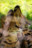 Baby of savannah cat at the zoo park photo