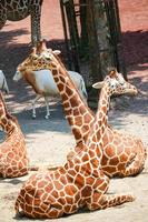 Giraffe at the zoo park photo