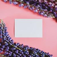 lupine lupines flat lay flower photo