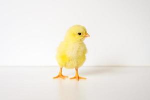 chick newborn baby photo