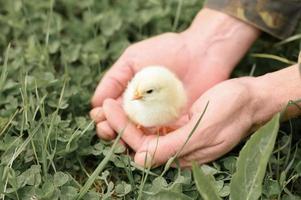 chick newborn baby holding adult man farmer hands