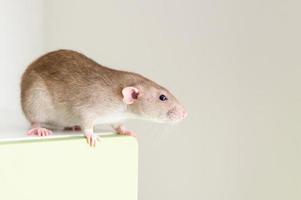 rat pet mouse photo