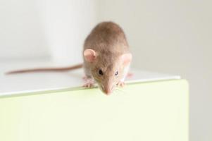 rat pet mouse photo