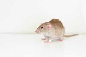 ratón mascota rata foto