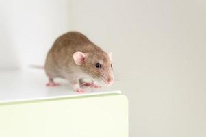 rat pet mouse photo